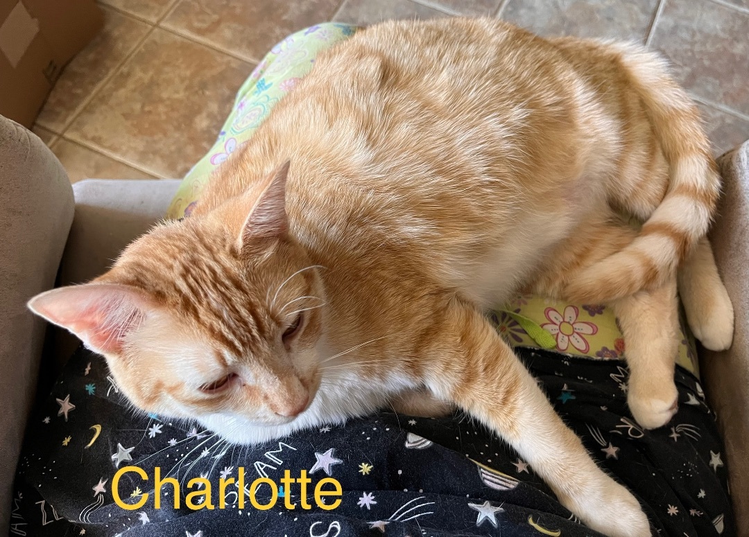 Enlarge Charlotte, an adopted mixed breed in Moreno Valley, CA image 5/7