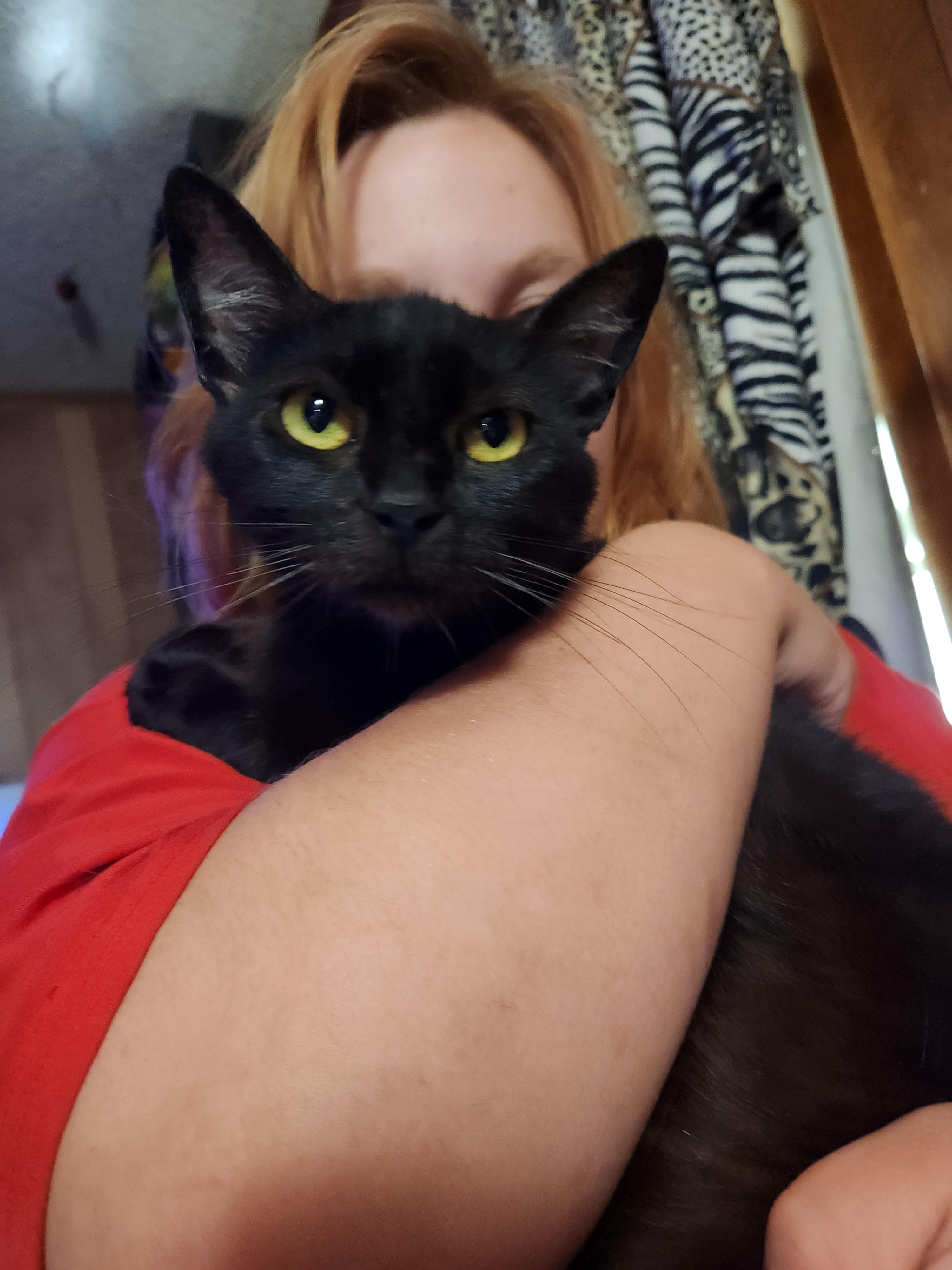 Crystal, Young Female Bombay