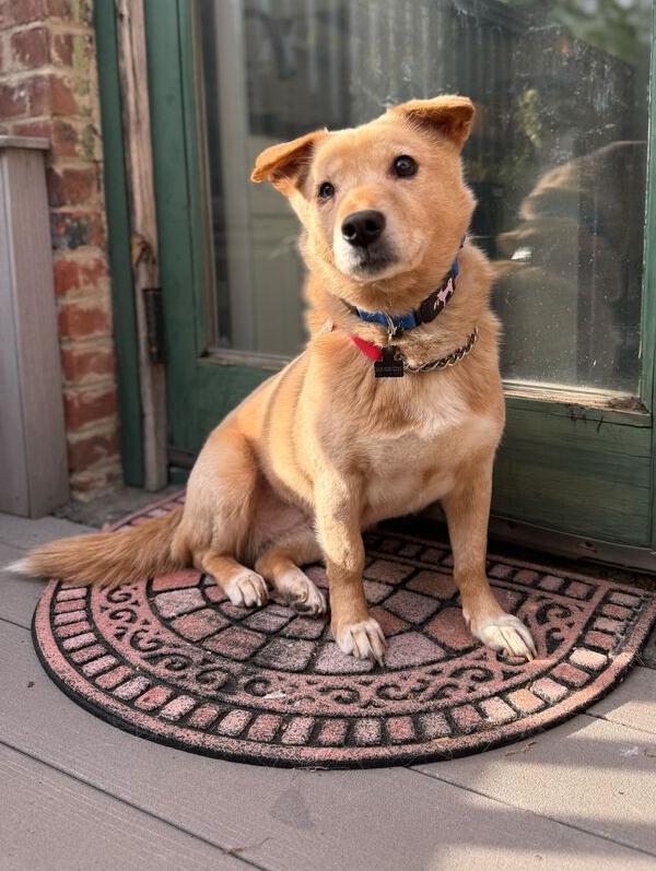 Numi, Adoptable, Adult Female Corgi & Jindo.