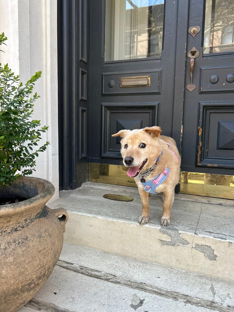 Enlarge Numi, a Adoptable mixed breed in Long Island City, NY image 4/6