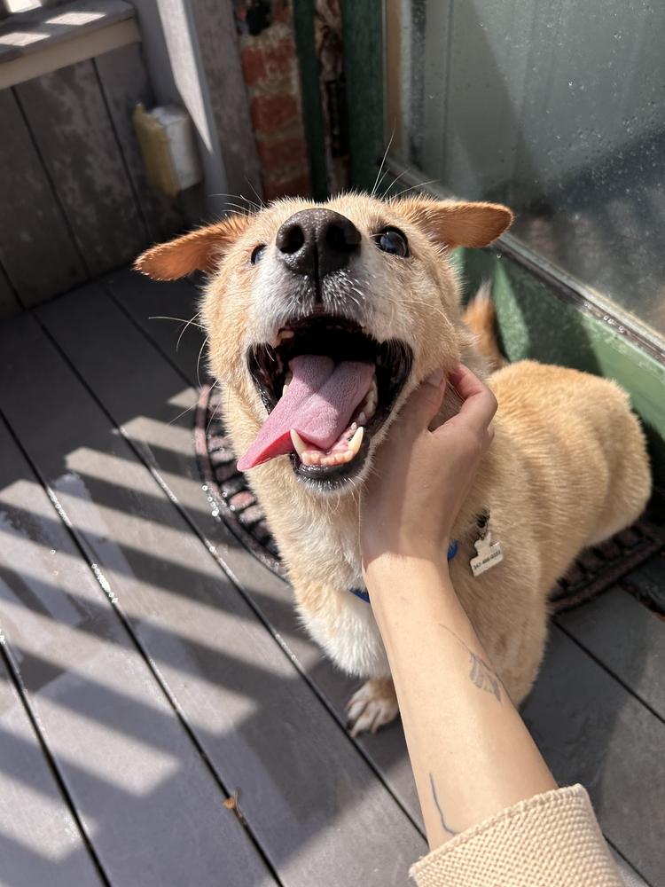 Enlarge Numi, a Adoptable mixed breed in Long Island City, NY image 4/6
