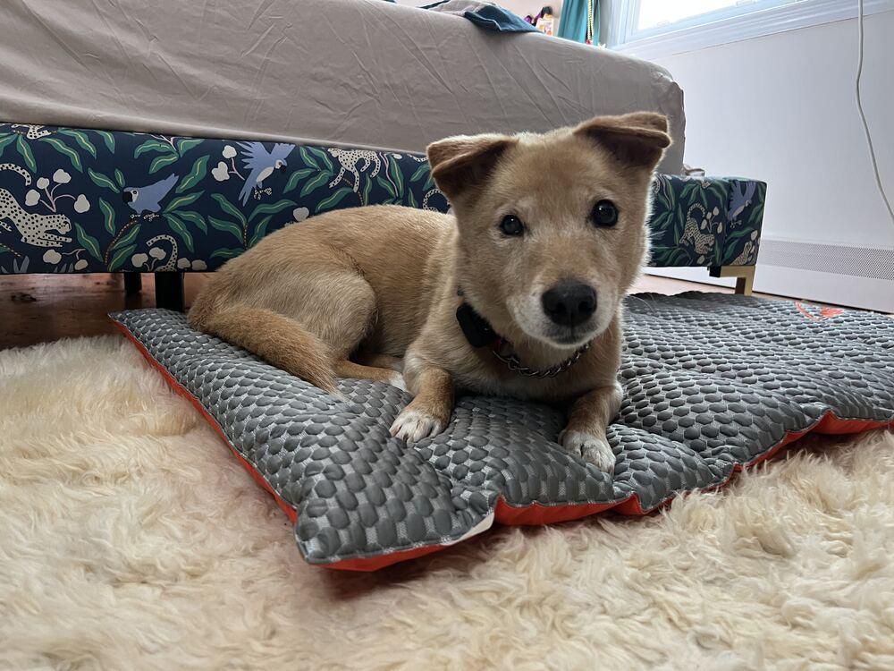 Enlarge Numi, a Adoptable mixed breed in Long Island City, NY image 5/6