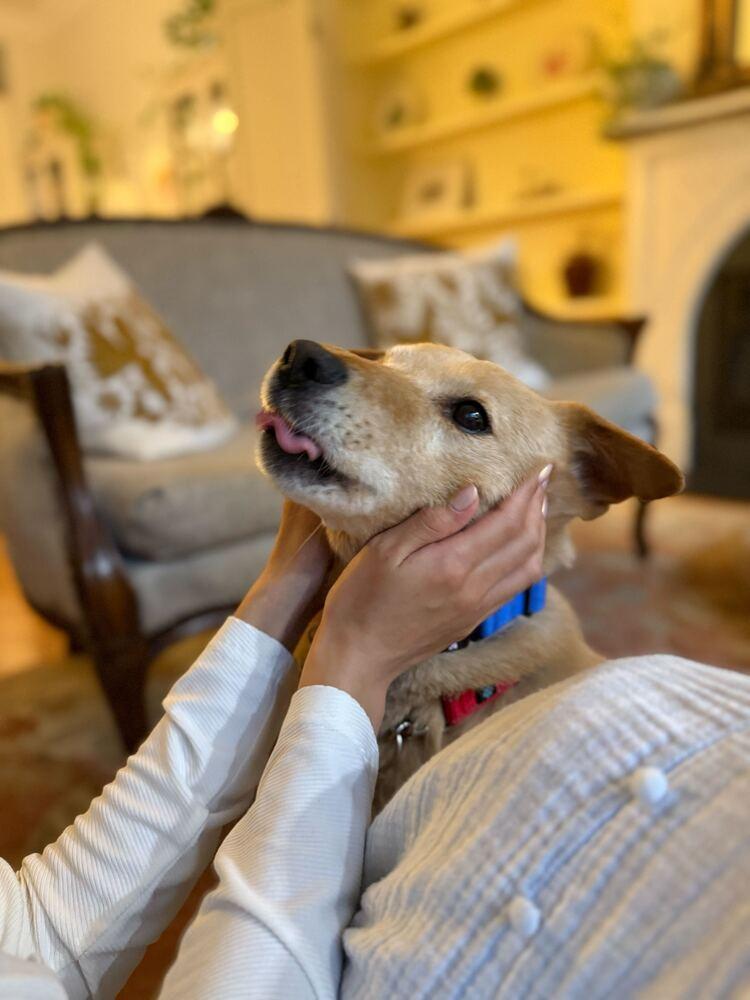 Enlarge Numi, a Adoptable mixed breed in Long Island City, NY image 5/6