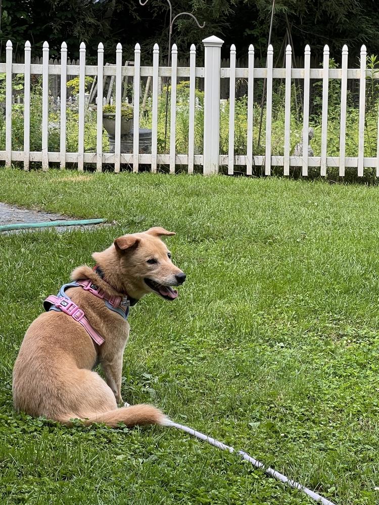 Numi, a Adoptable mixed breed in Long Island City, NY image 3/4