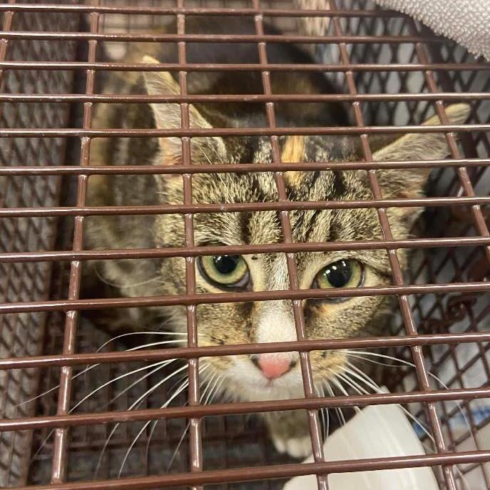 Enlarge Dee Dee, a Adoptable Domestic Short Hair in Winchester, VA image 1/2