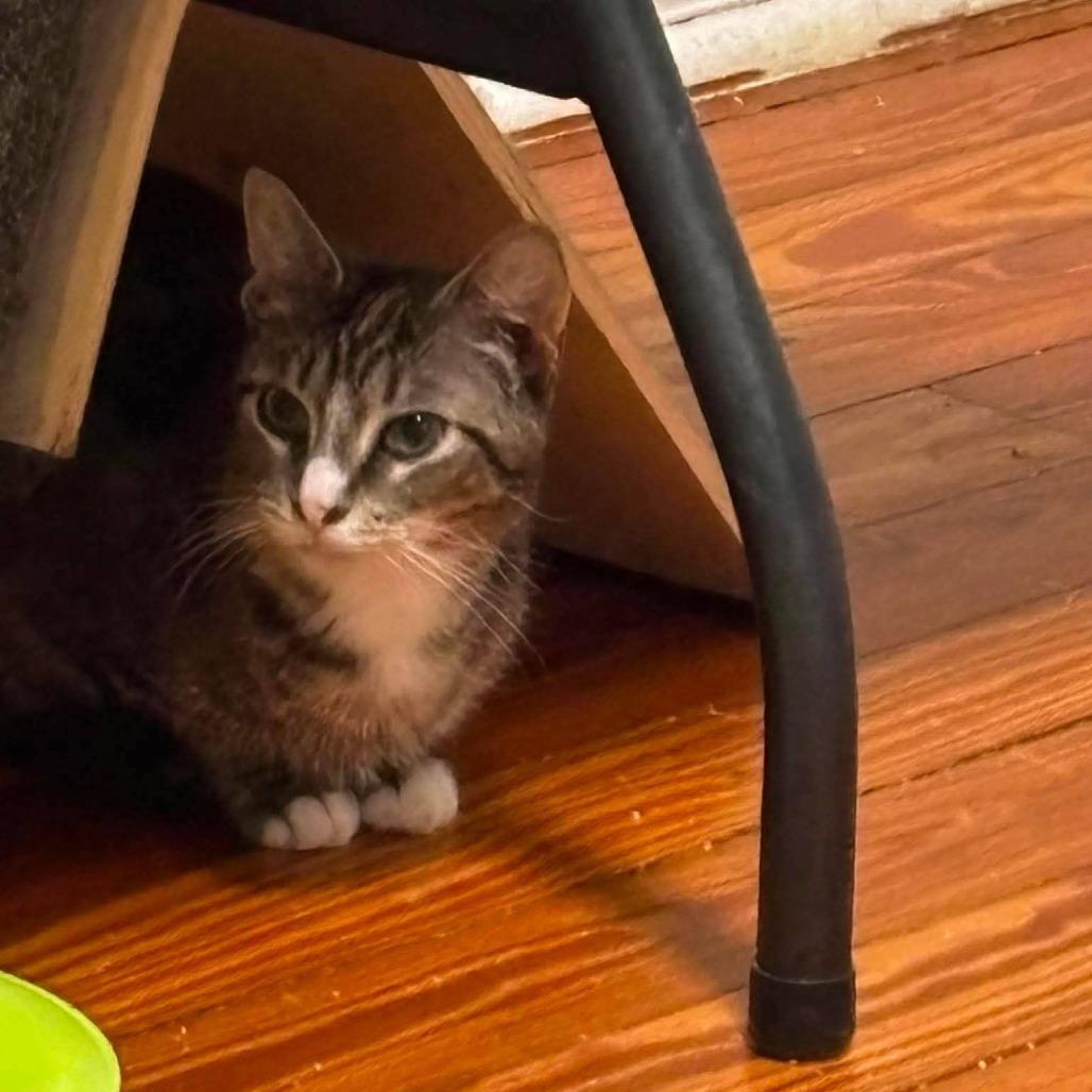 Enlarge Dee Dee, a Adoptable Domestic Short Hair in Winchester, VA image 2/6