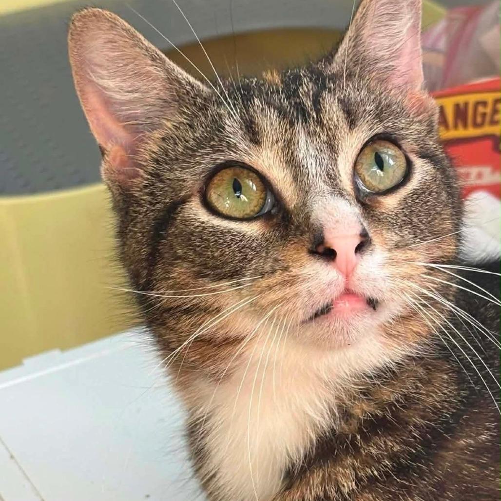 Dee Dee, a Adoptable Domestic Short Hair in Winchester, VA image 2/5
