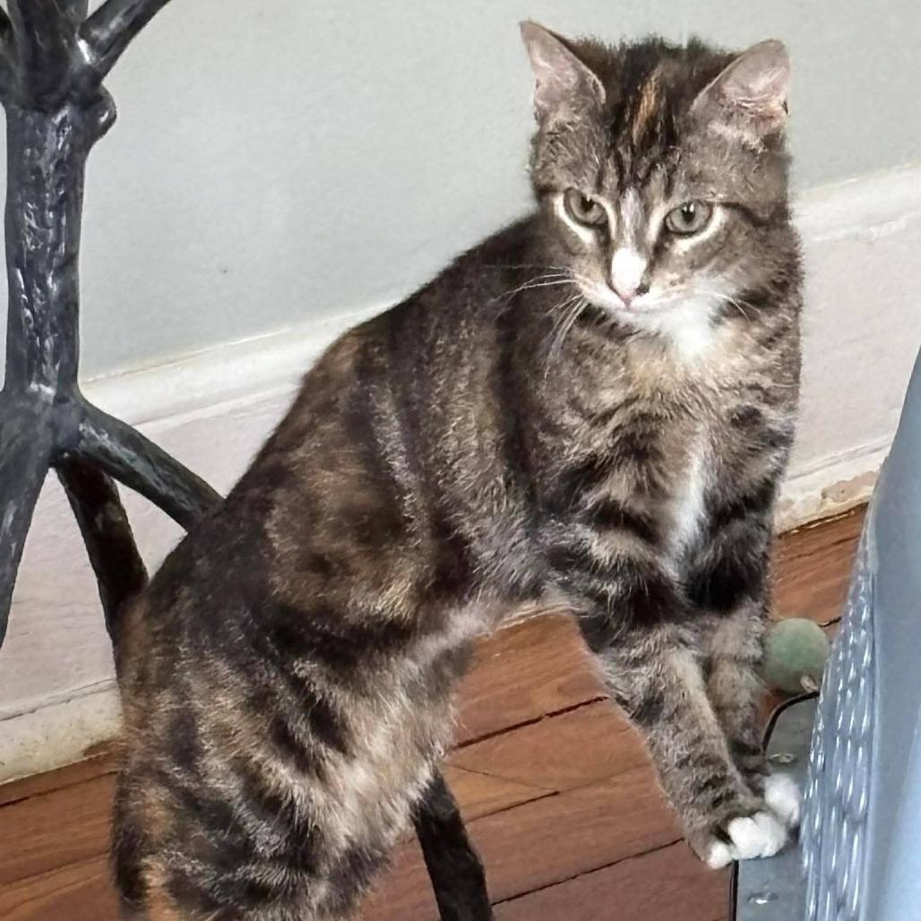 Dee Dee, a Adoptable Domestic Short Hair in Winchester, VA image 3/5