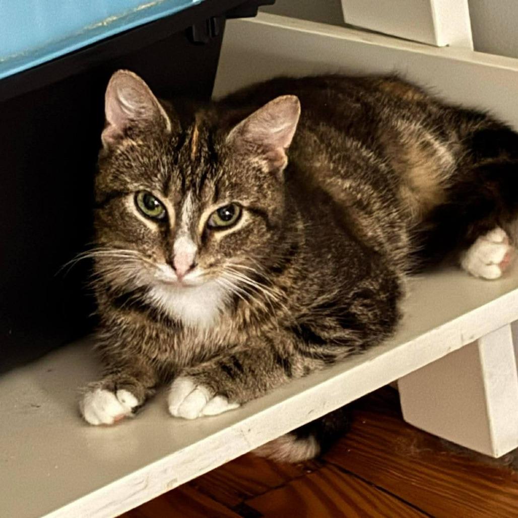 Enlarge Dee Dee, a Adoptable Domestic Short Hair in Winchester, VA image 2/3