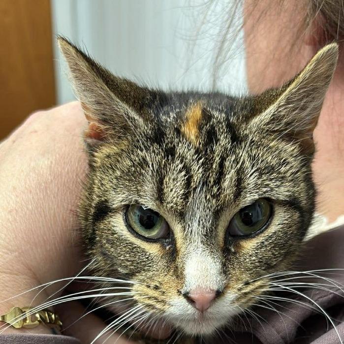 Enlarge Dee Dee, a Adoptable Domestic Short Hair in Winchester, VA image 2/2