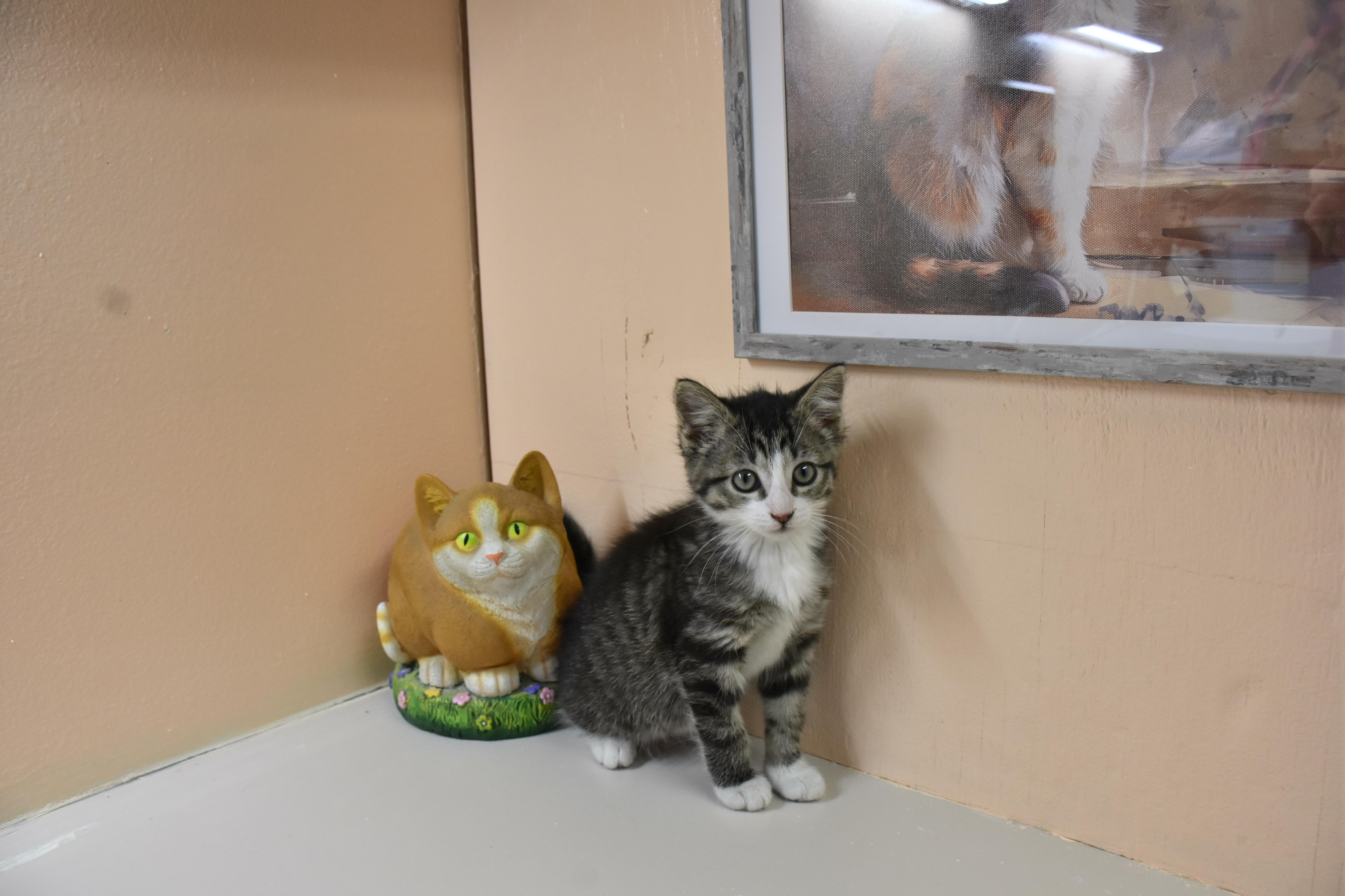 Clawdia, adopted, Kitten Female Domestic Short Hair.