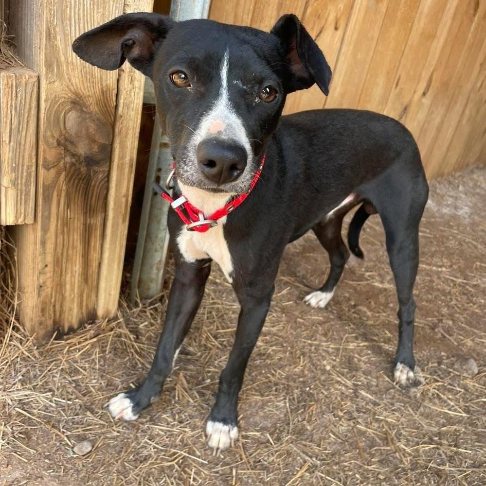 Enlarge Jax, a Adoptable mixed breed in Newnan, GA image 2/6
