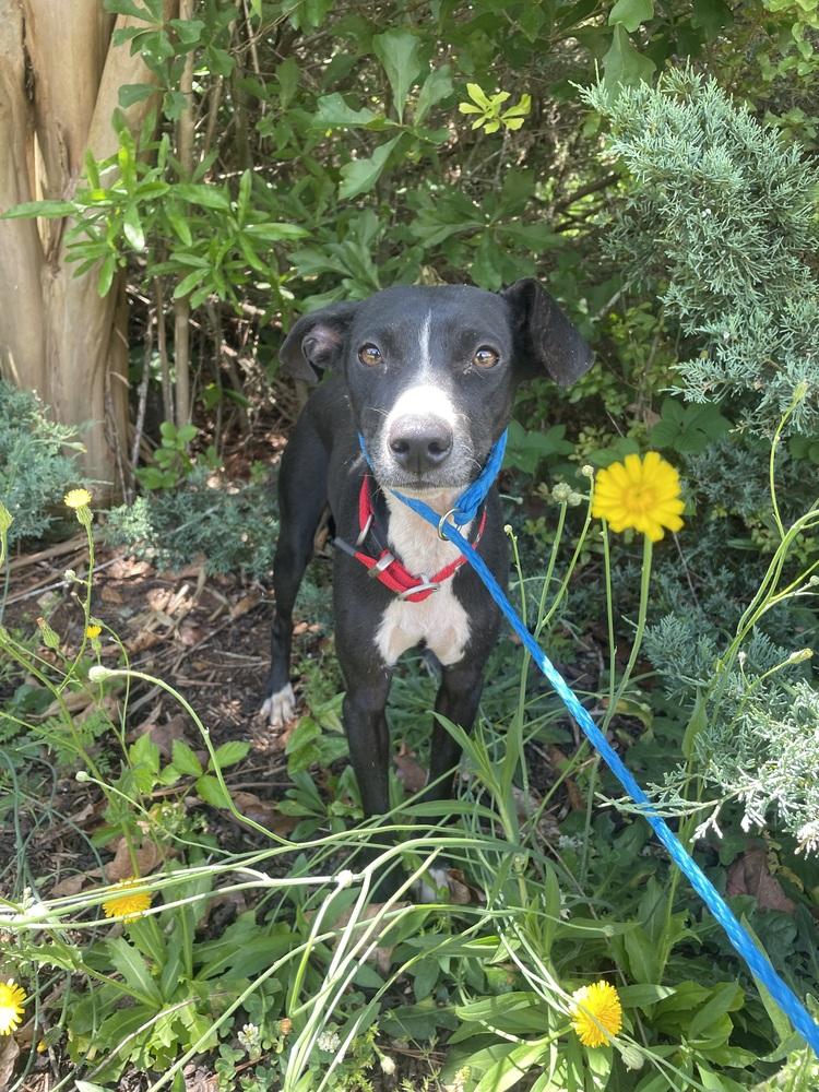 Enlarge Jax, a Adoptable mixed breed in Newnan, GA image 4/6