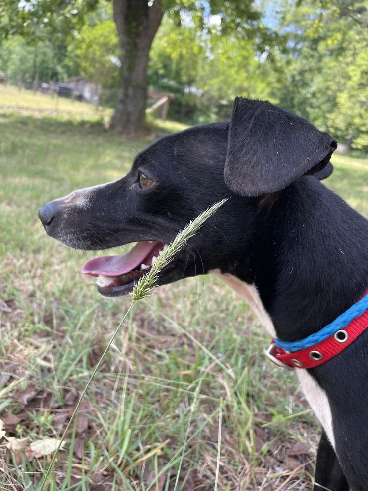 Enlarge Jax, a Adoptable mixed breed in Newnan, GA image 5/6