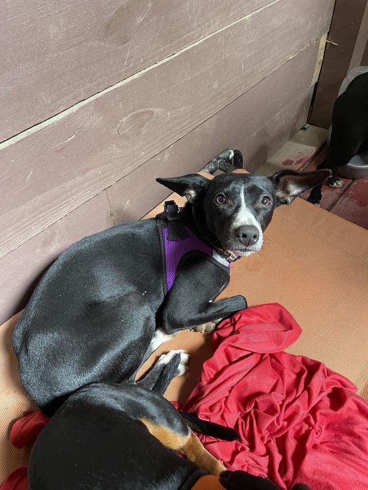 Enlarge Jax, a Adoptable mixed breed in Newnan, GA image 6/6