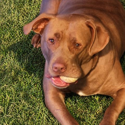 Enlarge Sundae , a Adoptable mixed breed in Springfield, MO image 2/4