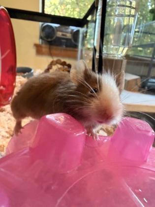 Water Chestnut, Adoptable, Young Male Mouse.