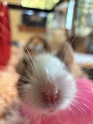 Enlarge Water Chestnut, a Adoptable Mouse in Bellingham, WA image 2/2
