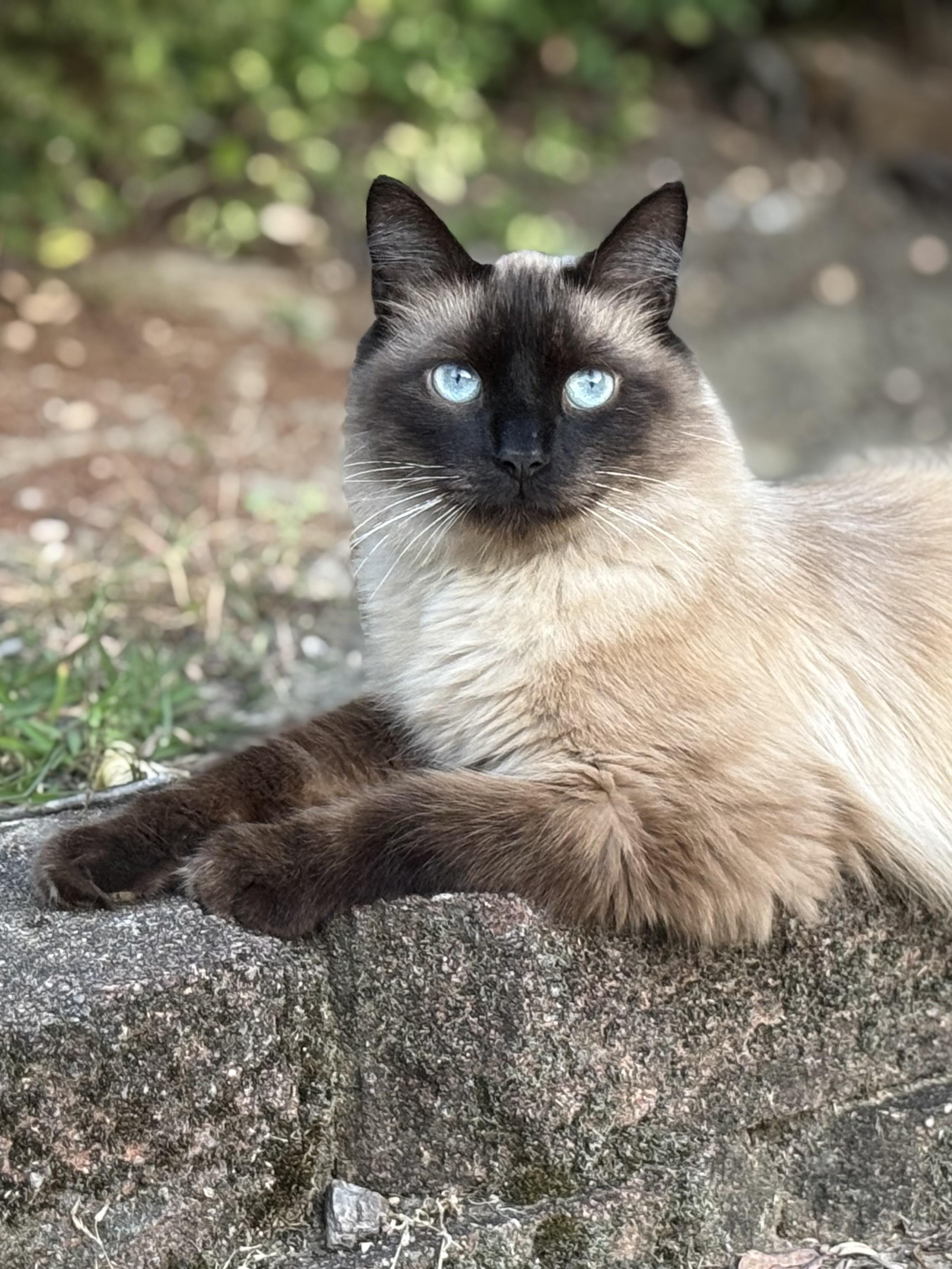 Enlarge Daniel Day Mewis, a Adopted mixed breed in Salem, OH image 1/6