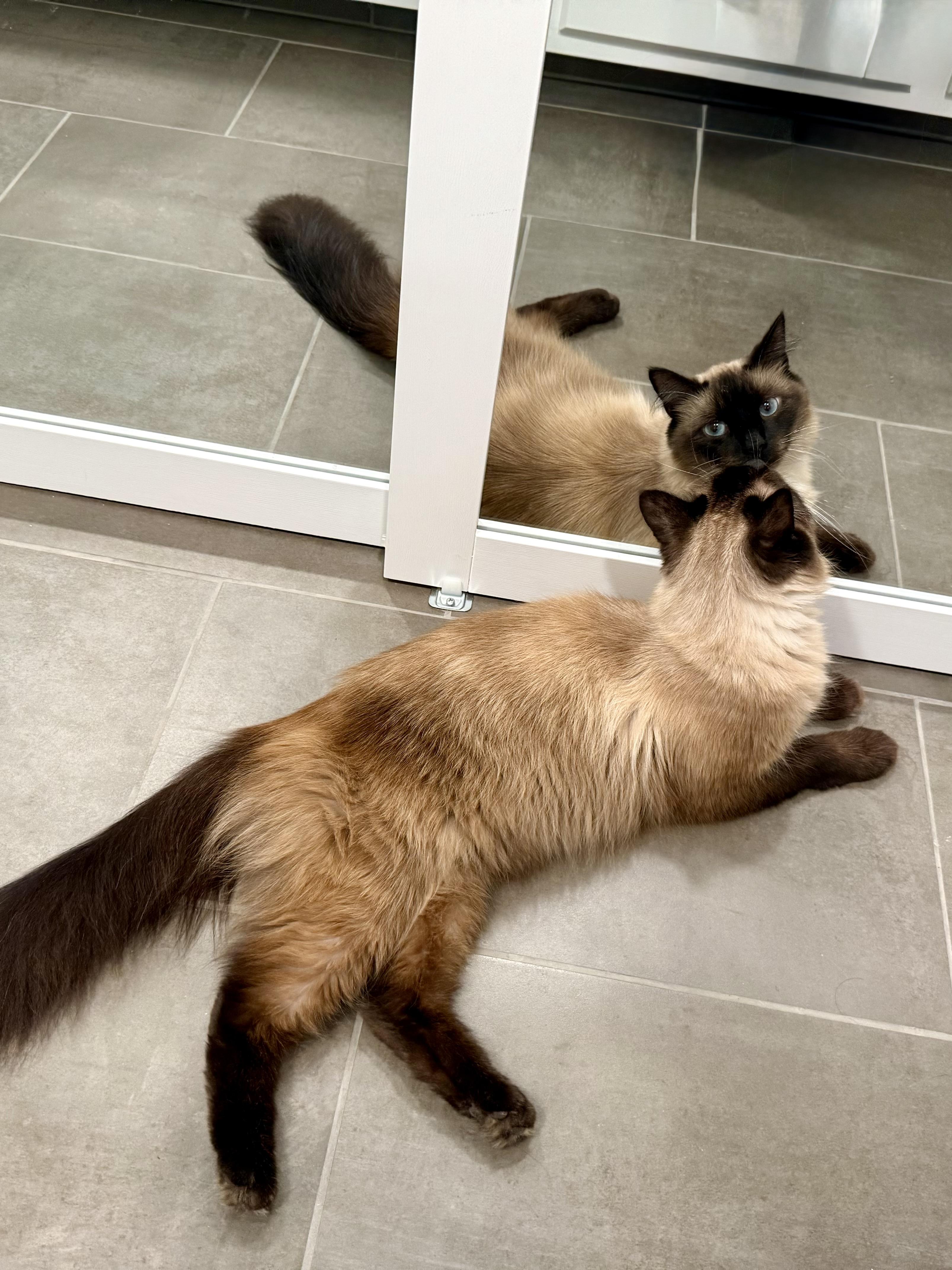 Enlarge Daniel Day Mewis, a Adopted mixed breed in Salem, OH image 6/6