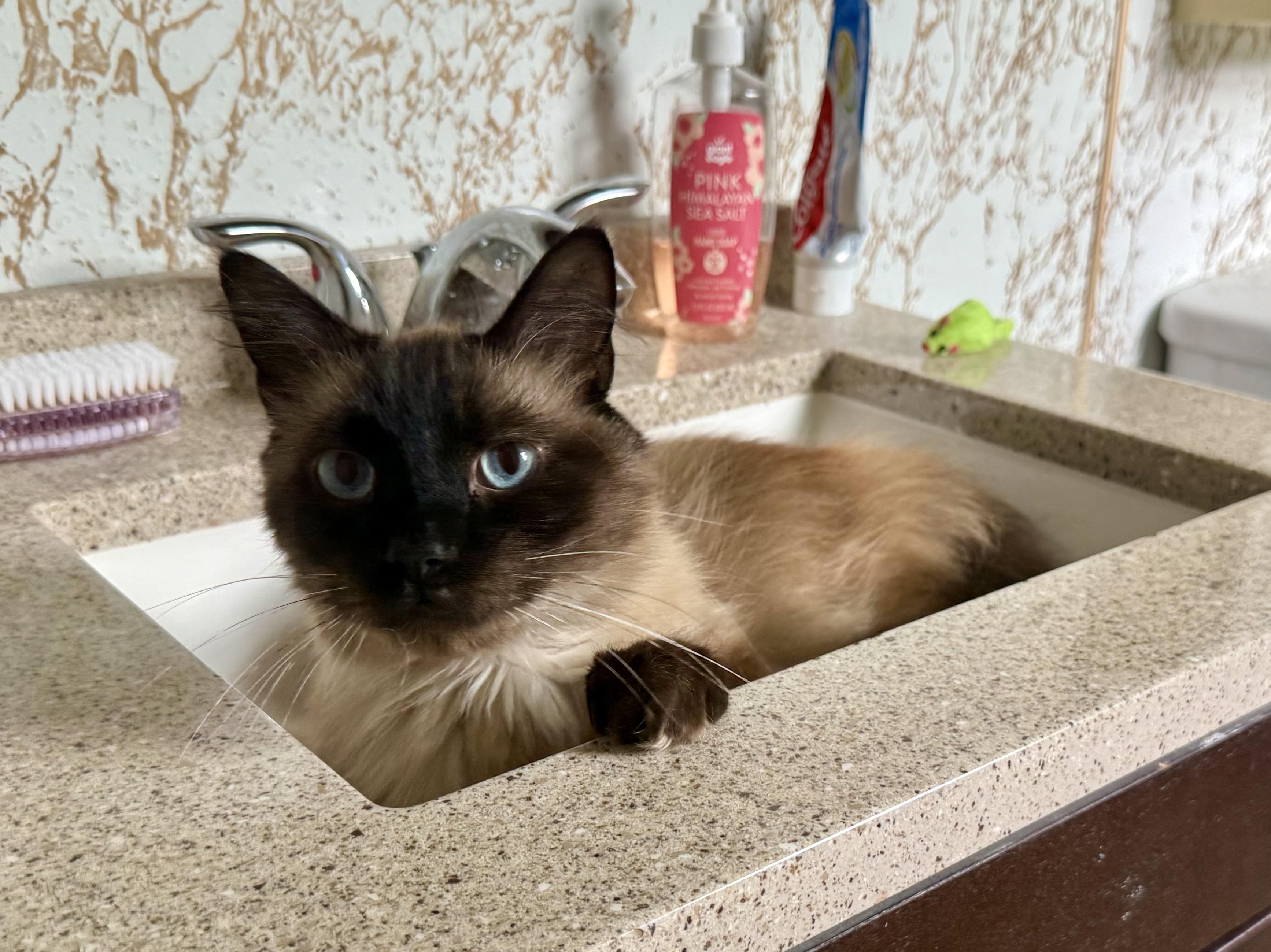 Enlarge Daniel Day Mewis, a Adopted mixed breed in Salem, OH image 4/6