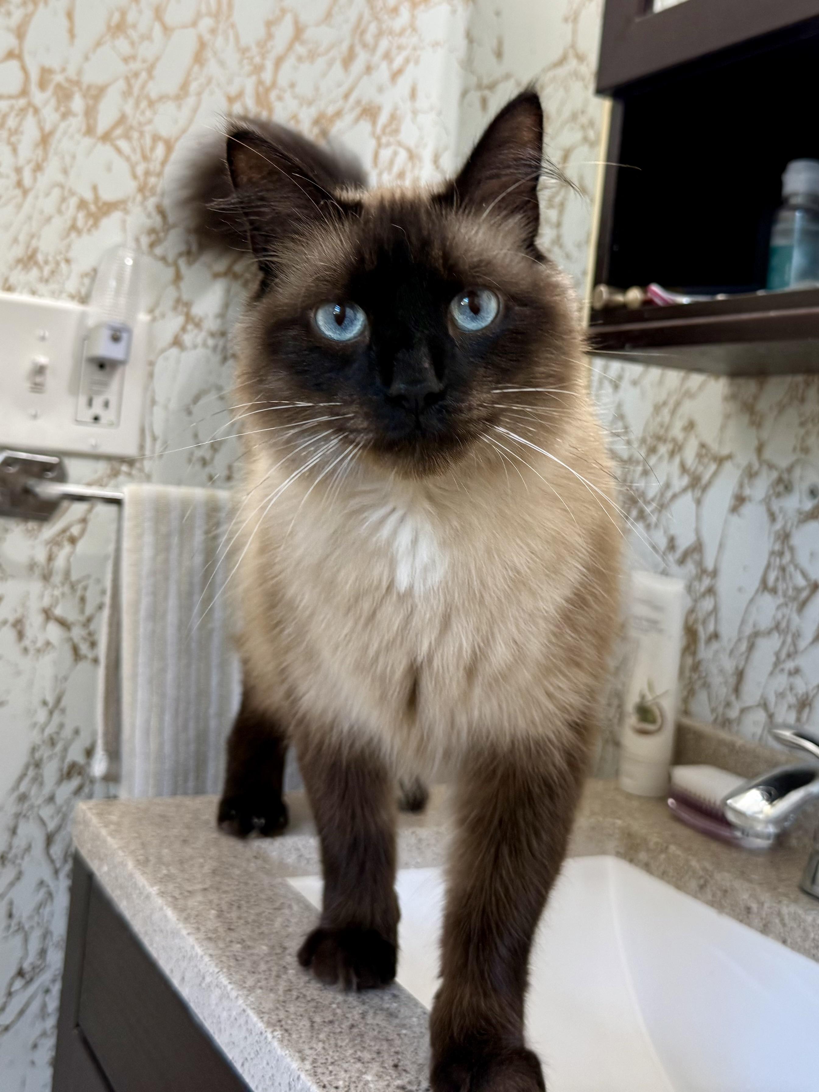 Enlarge Daniel Day Mewis, a Adopted mixed breed in Salem, OH image 3/6