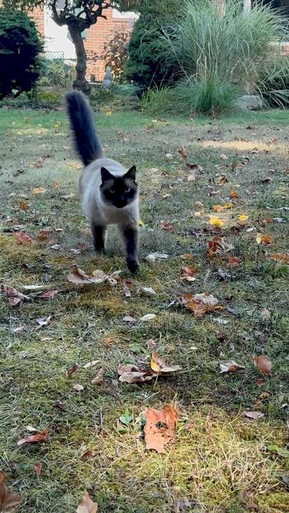 Enlarge Daniel Day Mewis, a Adopted mixed breed in Salem, OH video 2/6