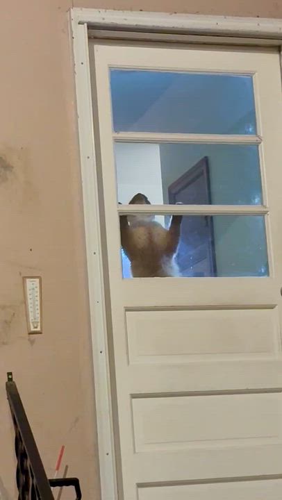 Enlarge Daniel Day Mewis, a Adopted mixed breed in Salem, OH video 5/6