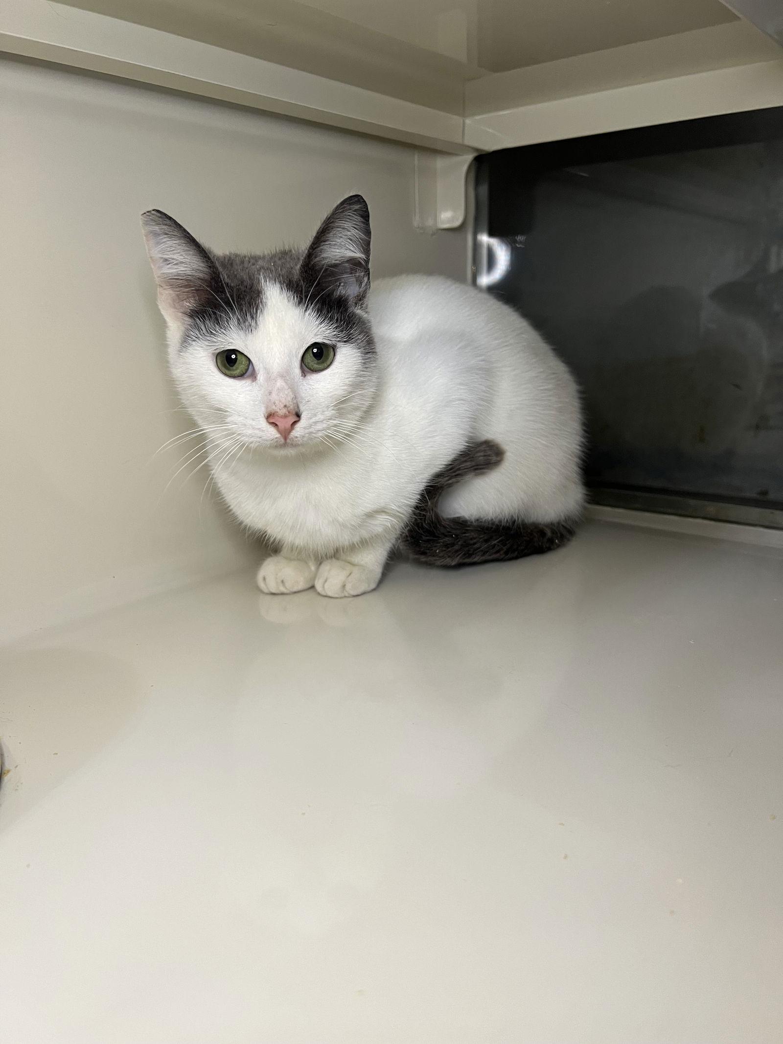 Edwin, Adoptable, Young Male Domestic Short Hair.