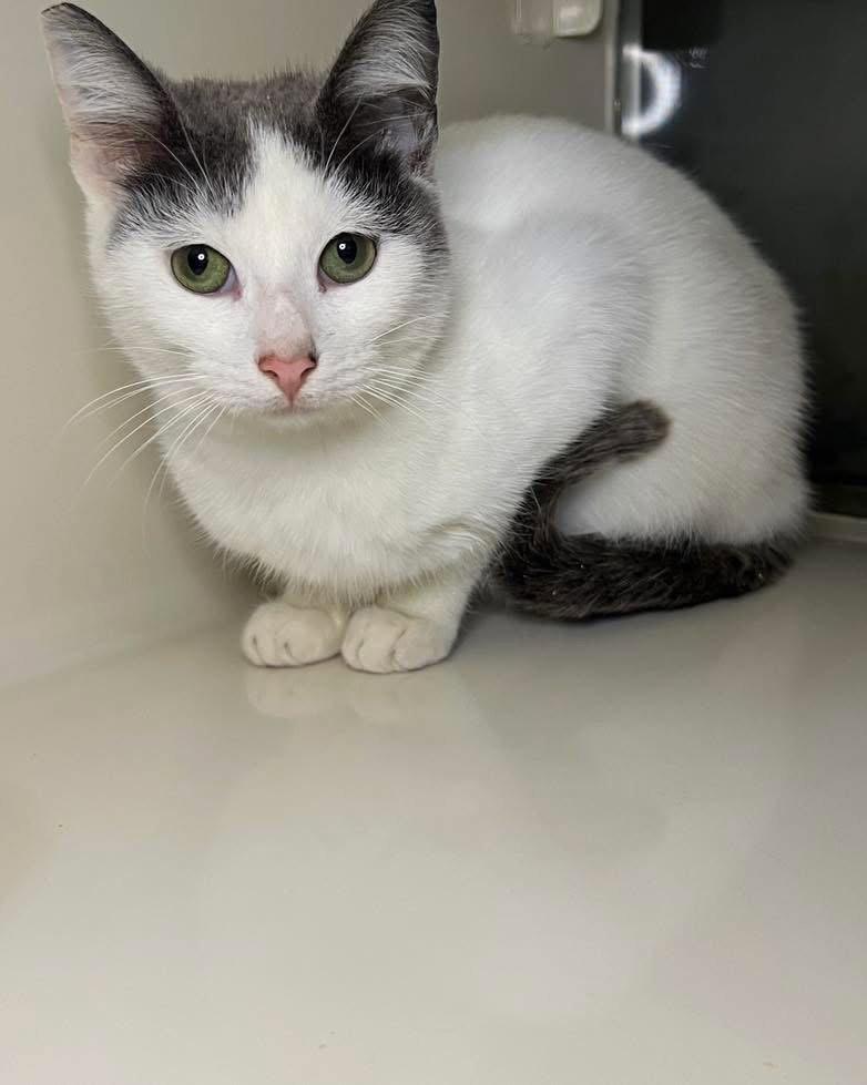 Edwin, Adoptable, Young Male Domestic Short Hair.