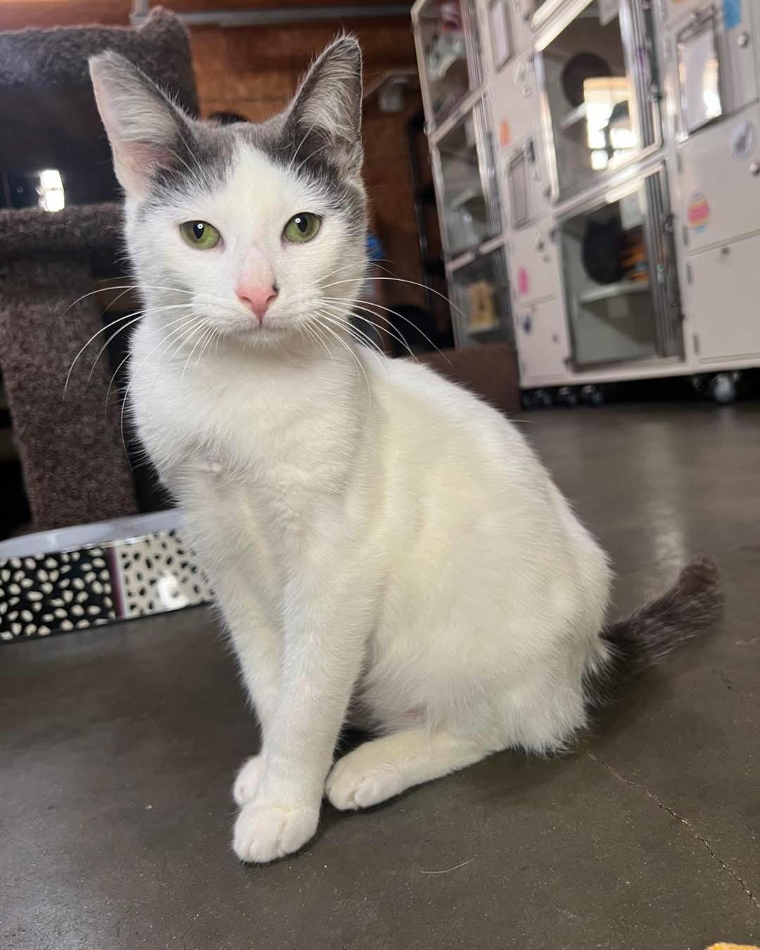 Enlarge Edwin, a Adoptable Domestic Short Hair in Hammond, LA image 2/3
