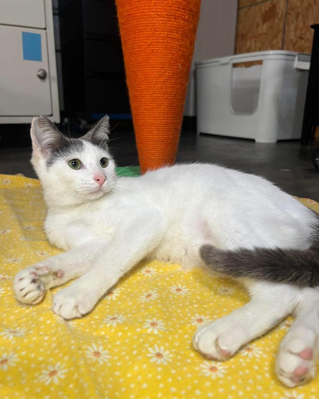 Enlarge Edwin, a Adoptable Domestic Short Hair in Hammond, LA image 3/3
