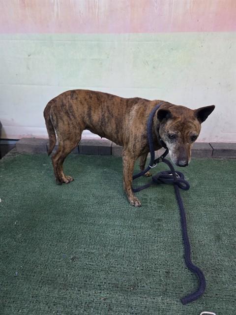 PETUNIA, Adoptable, Senior Female Terrier & Mixed Breed.