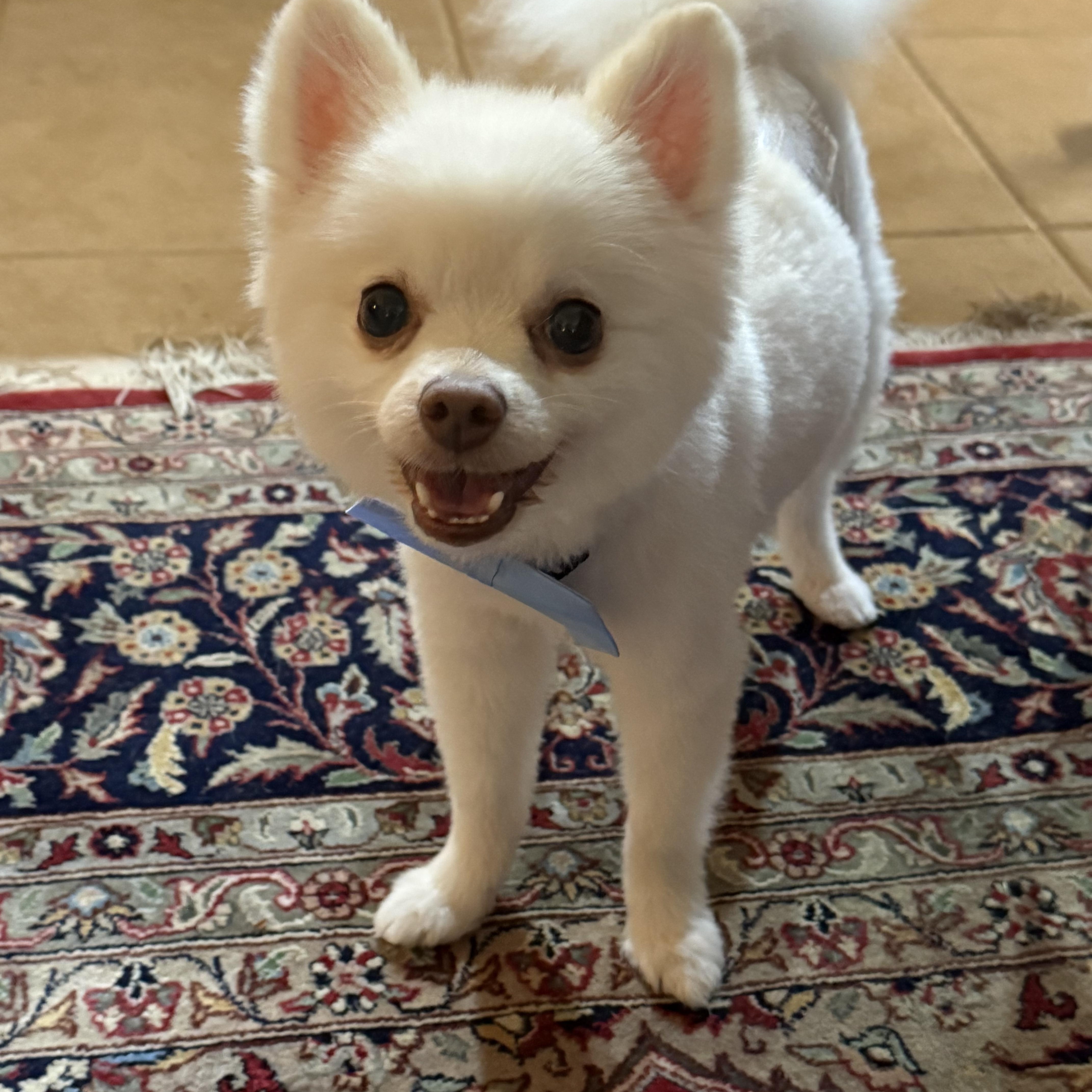 Enlarge Bentley, a Adoptable Pomeranian in Bradenton, FL image 3/5
