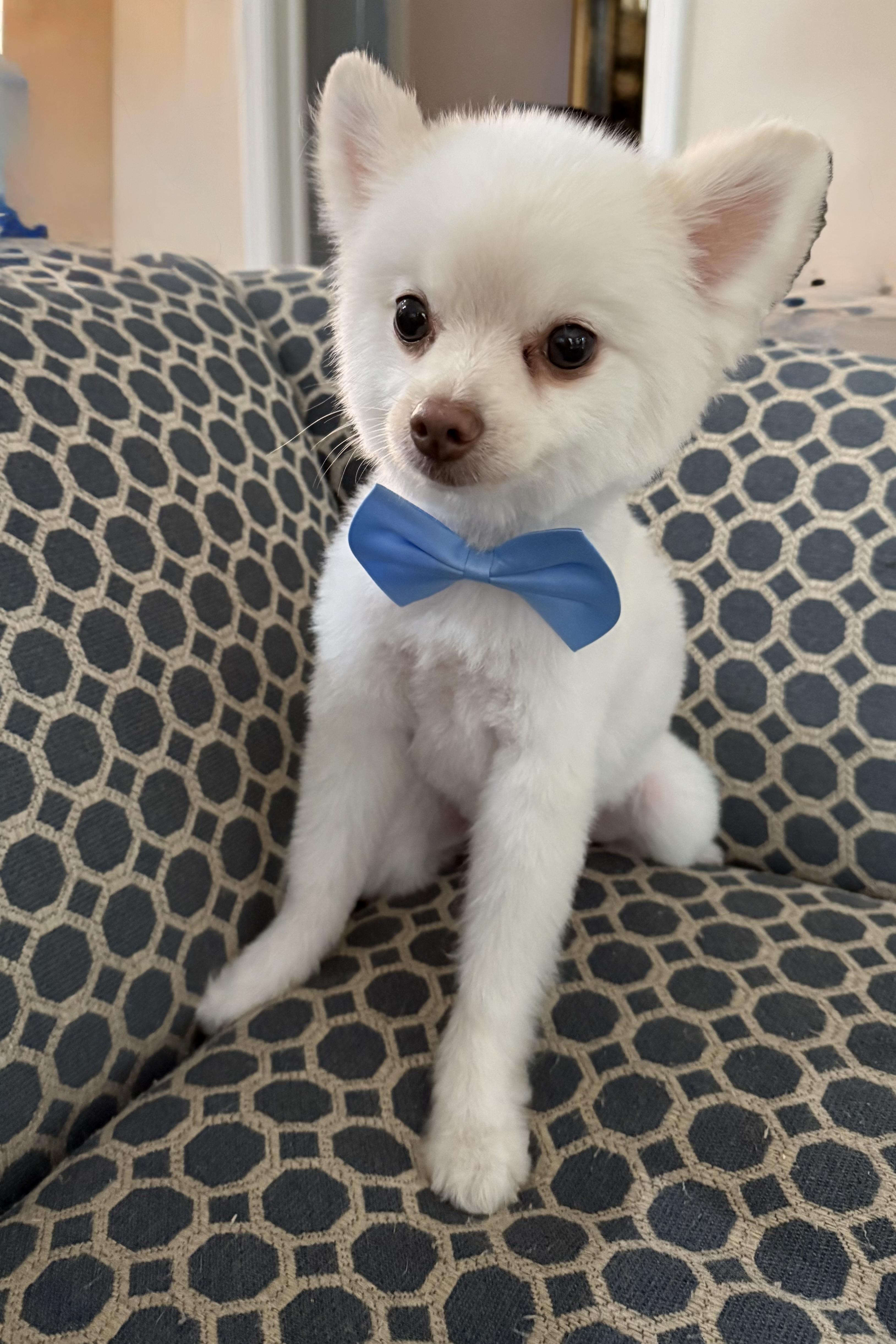 Bentley, Adoptable, Young Male Pomeranian.