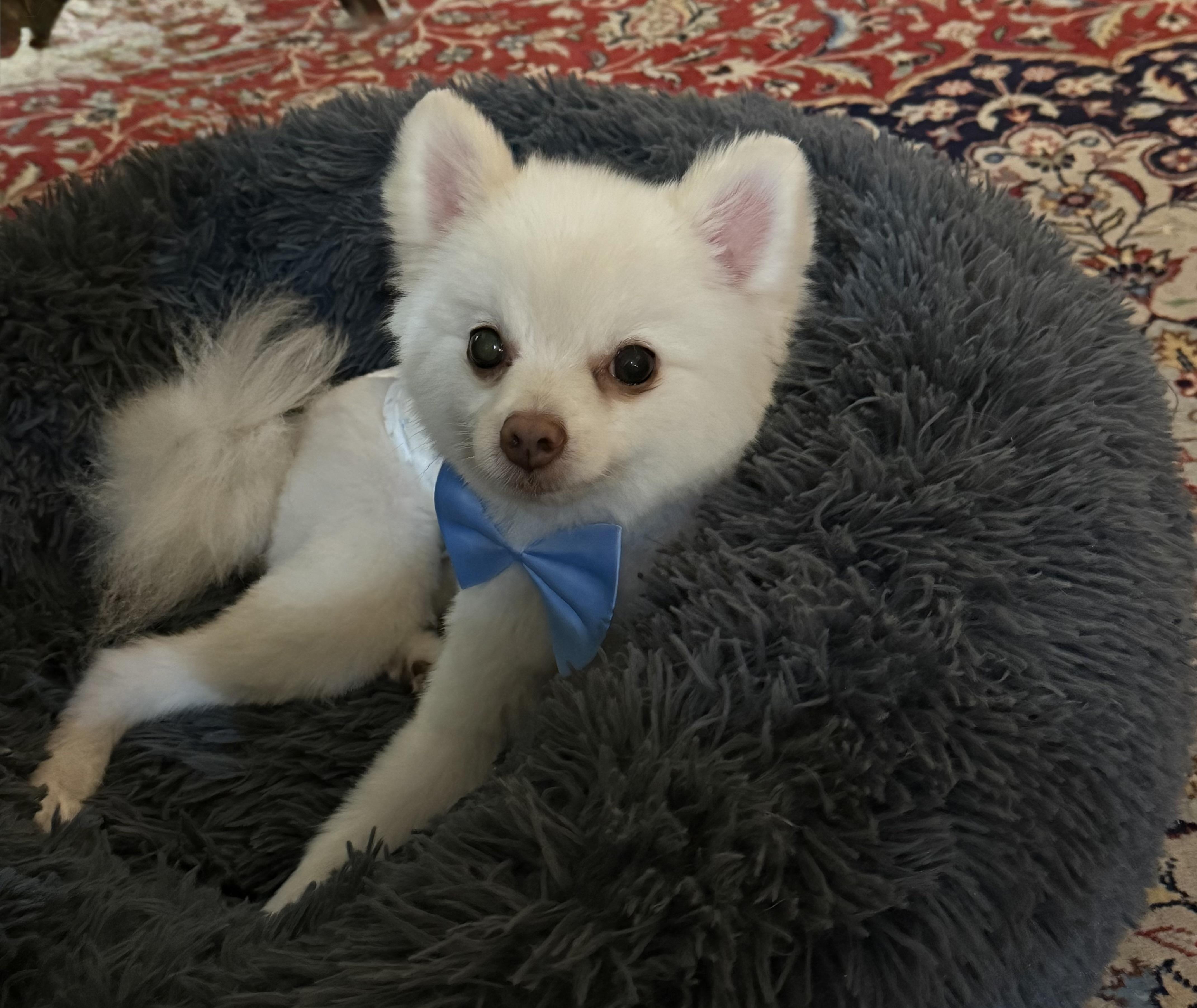 Enlarge Bentley, a Adoptable Pomeranian in Bradenton, FL image 2/5