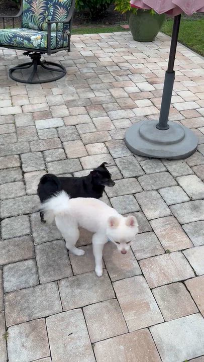 Enlarge Bentley, a Adoptable Pomeranian in Bradenton, FL video 5/5