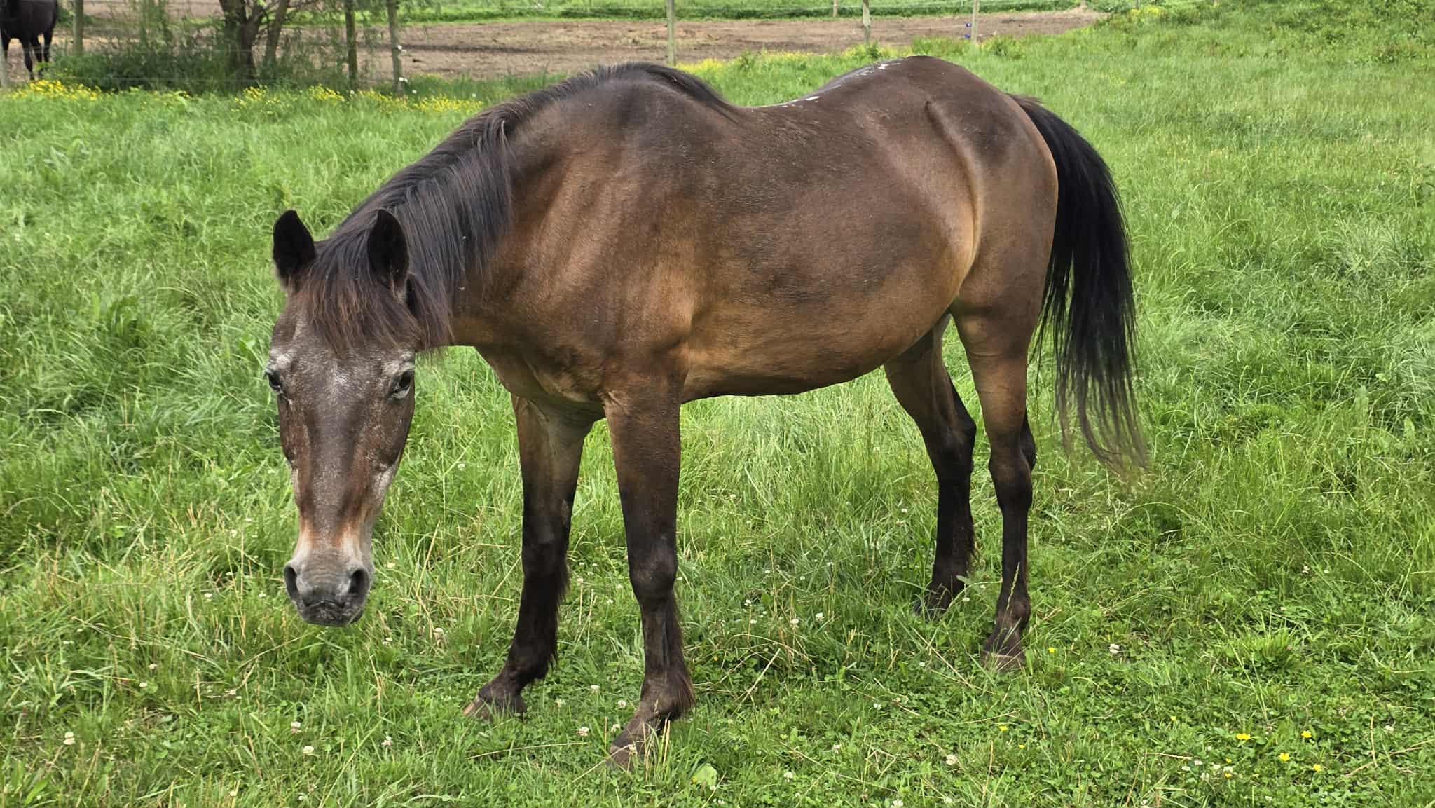 Sassy, Senior Female unknown