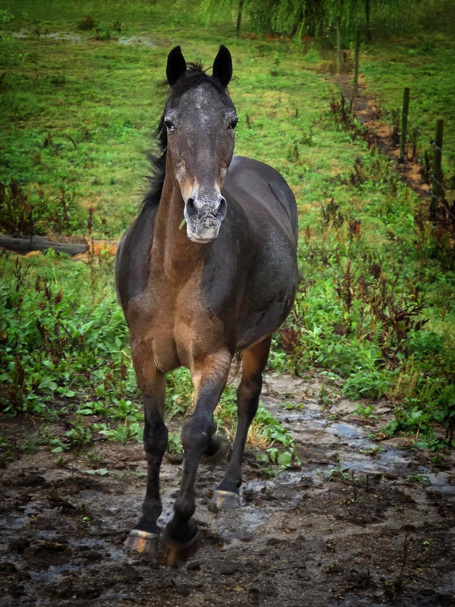 Sassy, Adoptable, Senior Female Appaloosa.