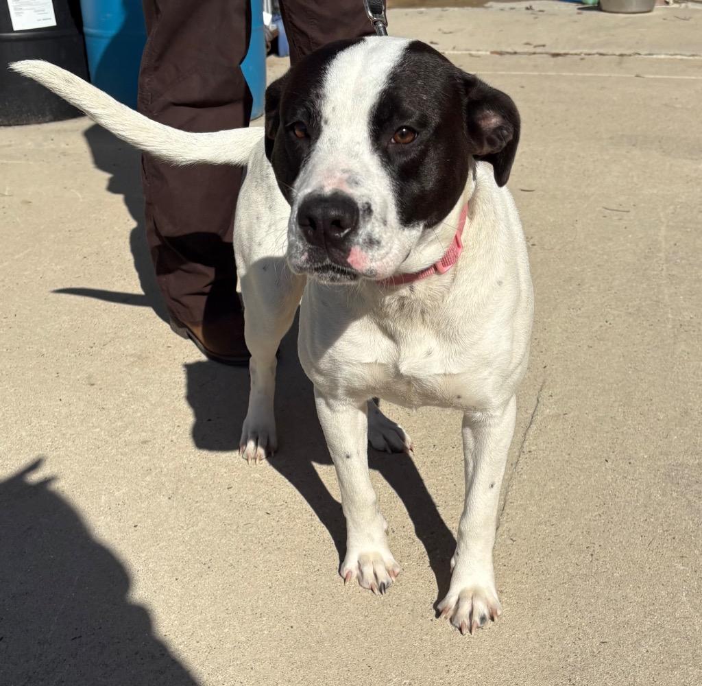 Stella, Adoptable, Young Female Terrier.