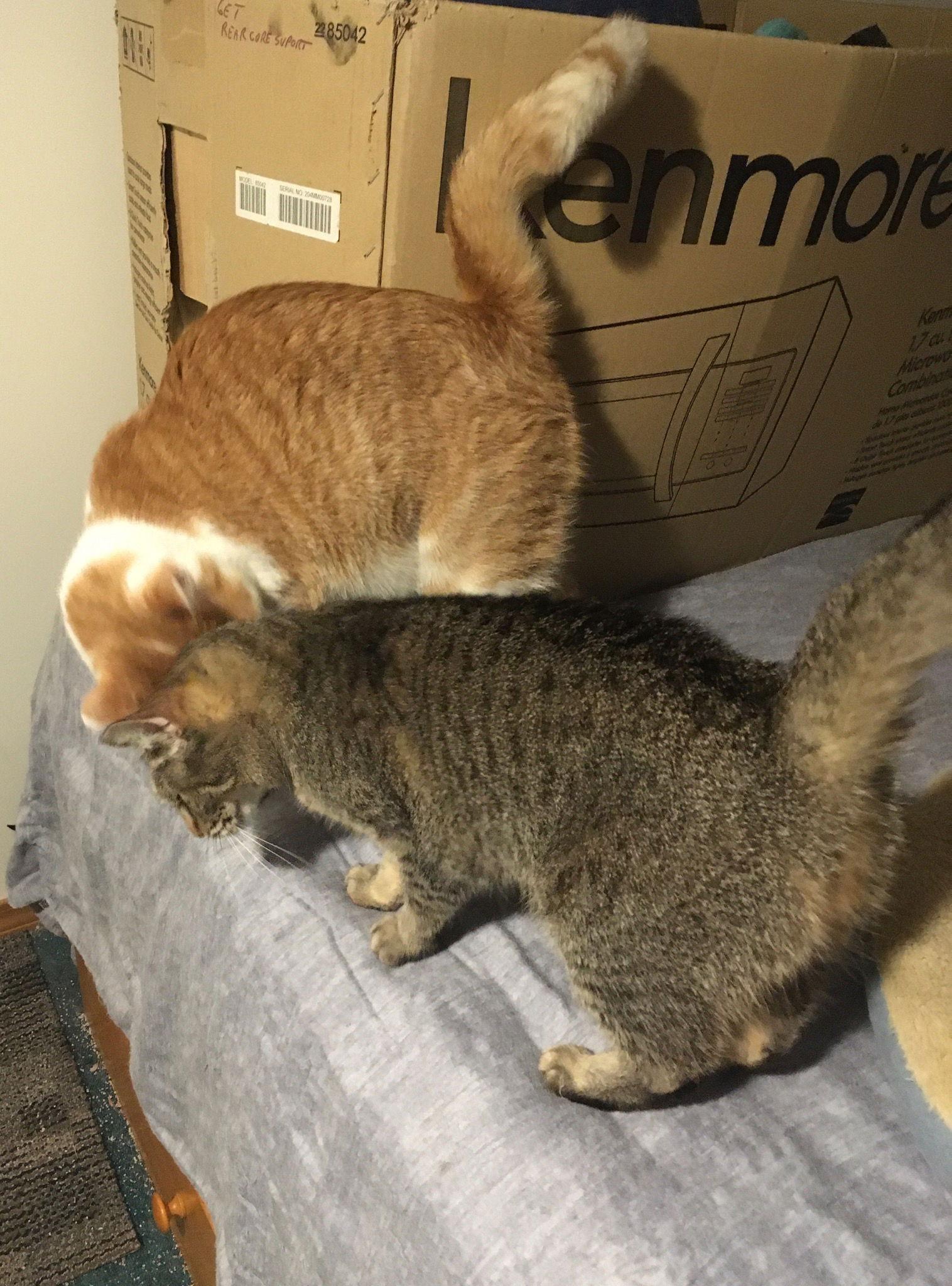 Enlarge Shelley bonded with Buttercup, a Adoptable Domestic Short Hair in Macedonia, OH image 1/3