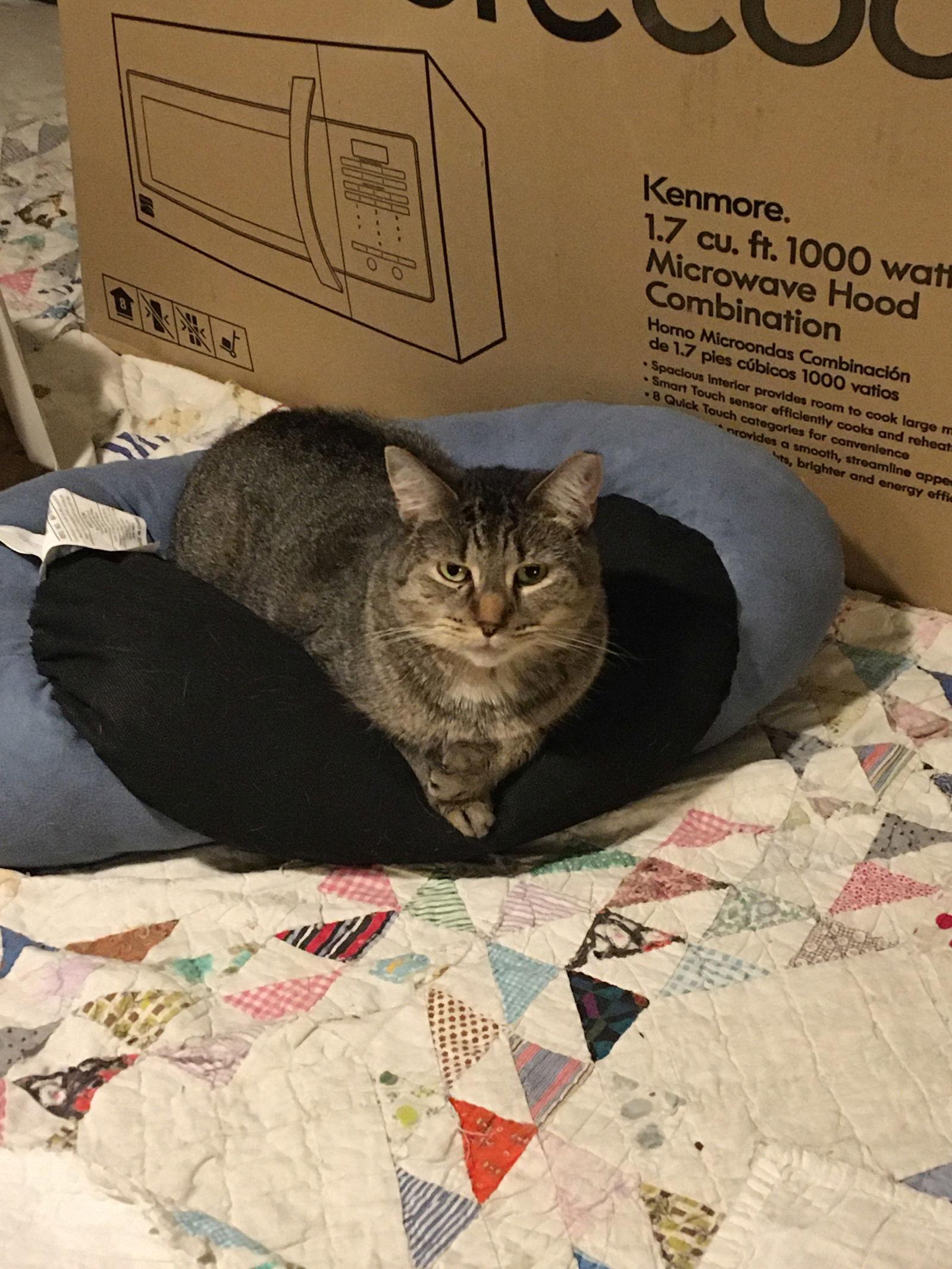 Enlarge Shelley bonded with Buttercup, a Adoptable Domestic Short Hair in Macedonia, OH image 2/3