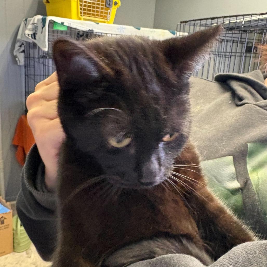 Enlarge Ghoulie, a Adoptable Domestic Short Hair in Oak Hill, WV image 1/1