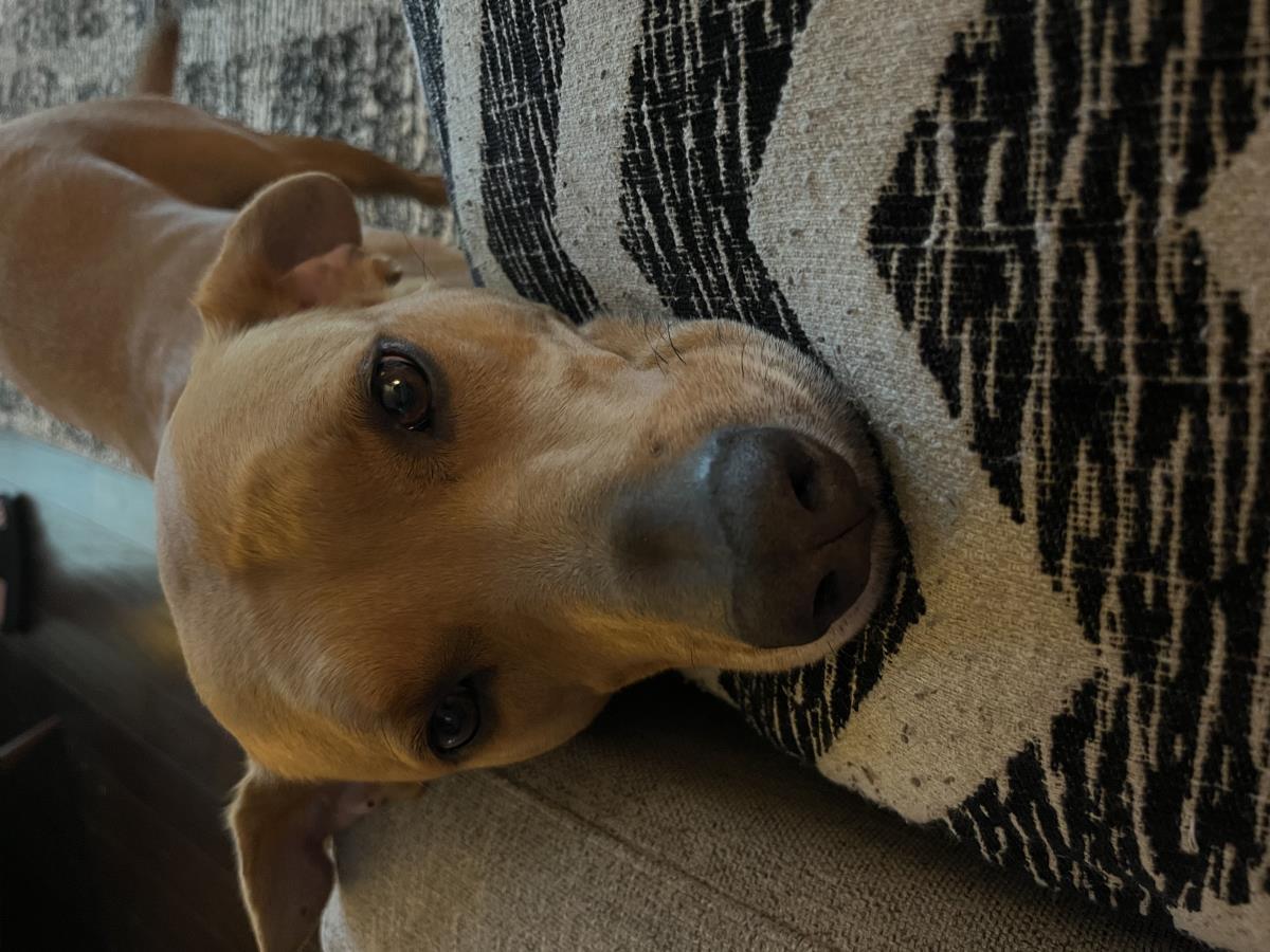 Scooby, Adoptable, Adult Male Black Mouth Cur & Boxer.