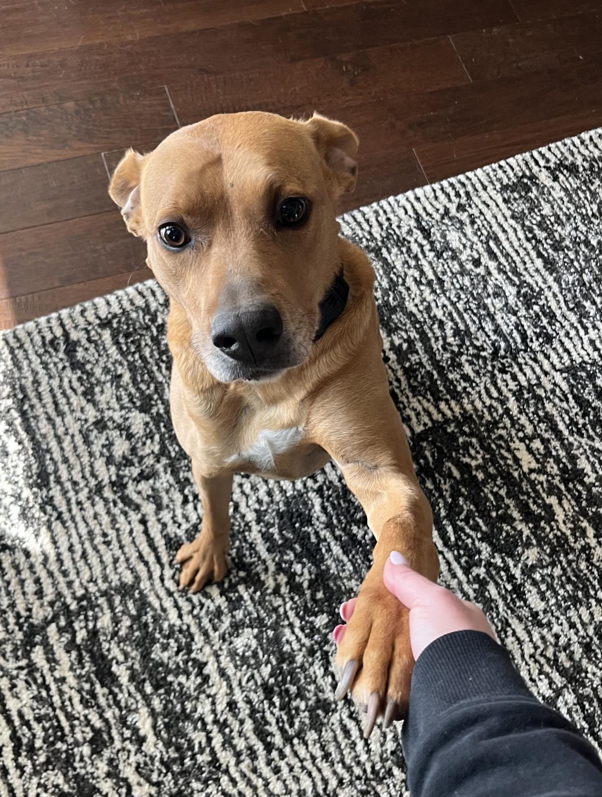 Enlarge Scooby, a Adoptable mixed breed in Rockwall, TX image 2/3