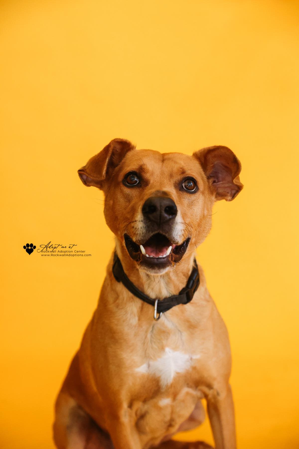 Enlarge Scooby, a Adoptable mixed breed in Rockwall, TX image 3/3