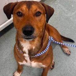 Enlarge Sam, a Adoptable German Pinscher in Calverton, NY image 1/1