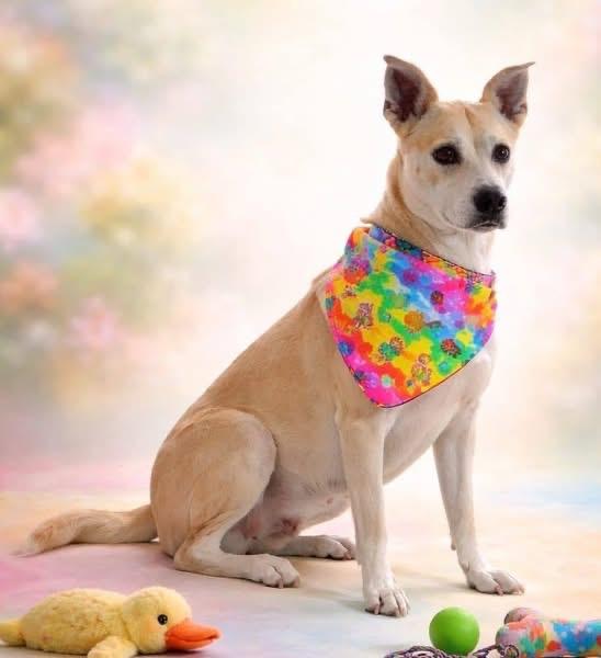 Izzy, ADOPTABLE, Adult Female Labrador Retriever & Hound.
