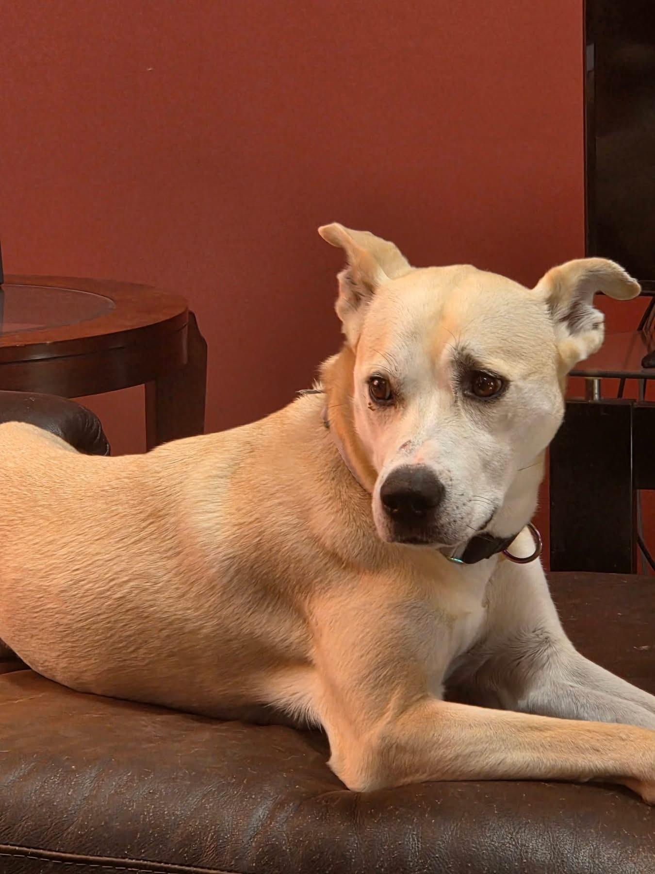 Enlarge Izzy, a ADOPTABLE mixed breed in Vineyard Haven, MA image 2/6