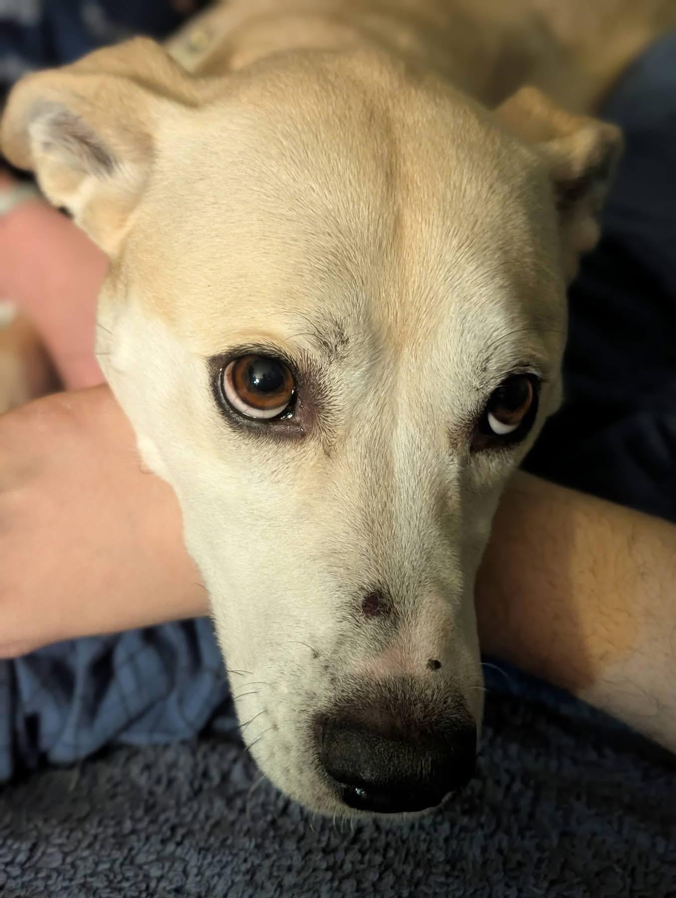 Izzy, ADOPTABLE, Adult Female Labrador Retriever & Hound.
